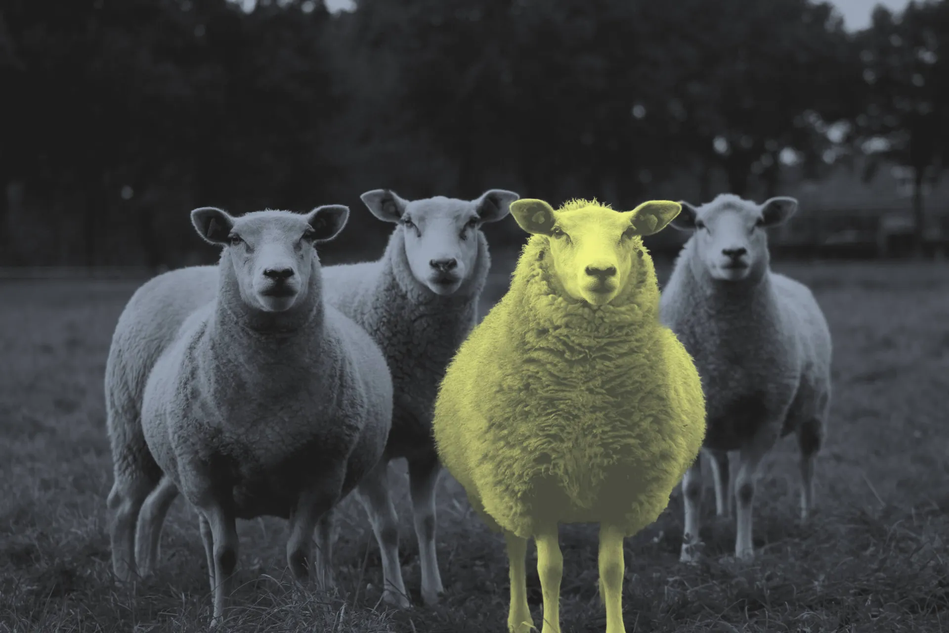 Landingpage Regional Schaaf